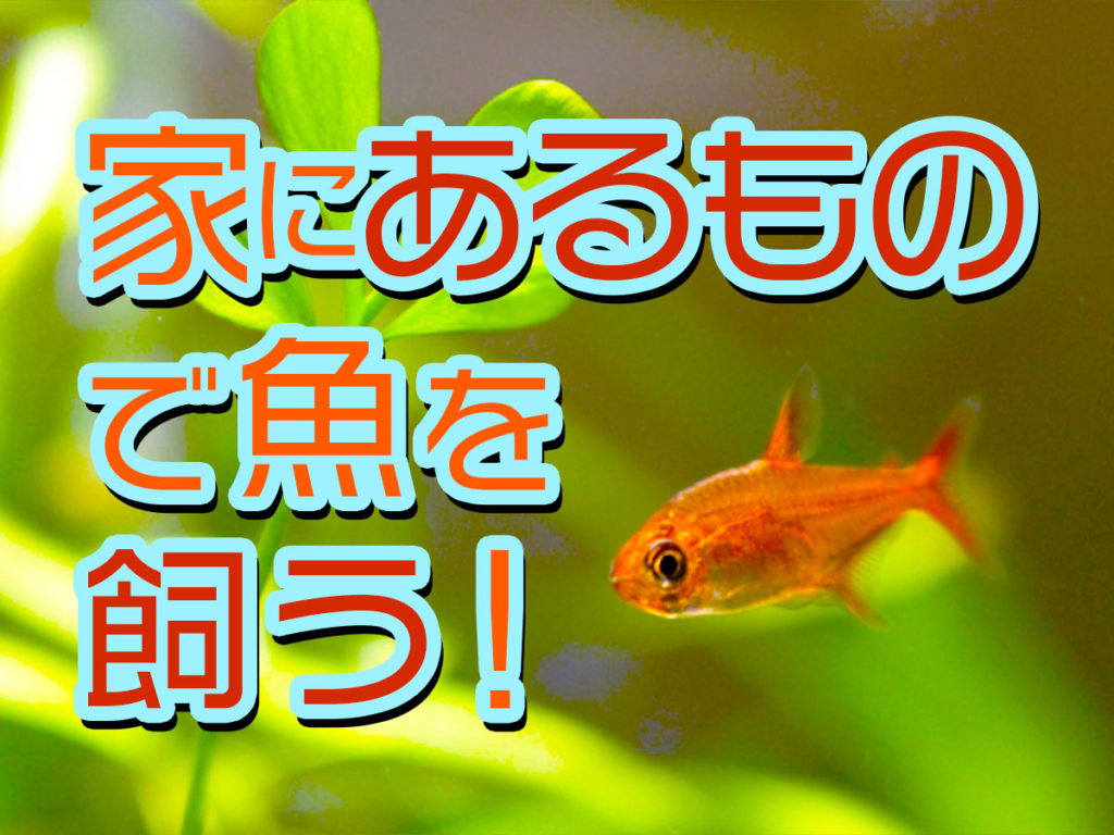 家にあるもので魚を飼う！使えるアイテム10選とアクアリウム用品のメリットのサムネイル画像