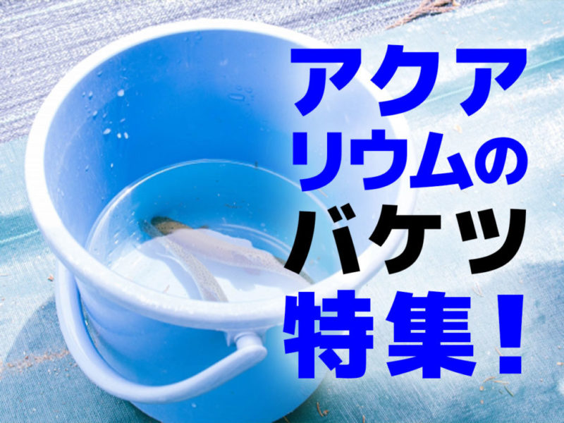 アクアリウムのバケツ特集の文字と魚が入った青いバケツ