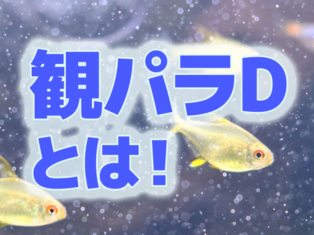 観パラDとは!穴あき病や赤斑病など細菌症状に効果がある魚病薬!のサムネイル画像