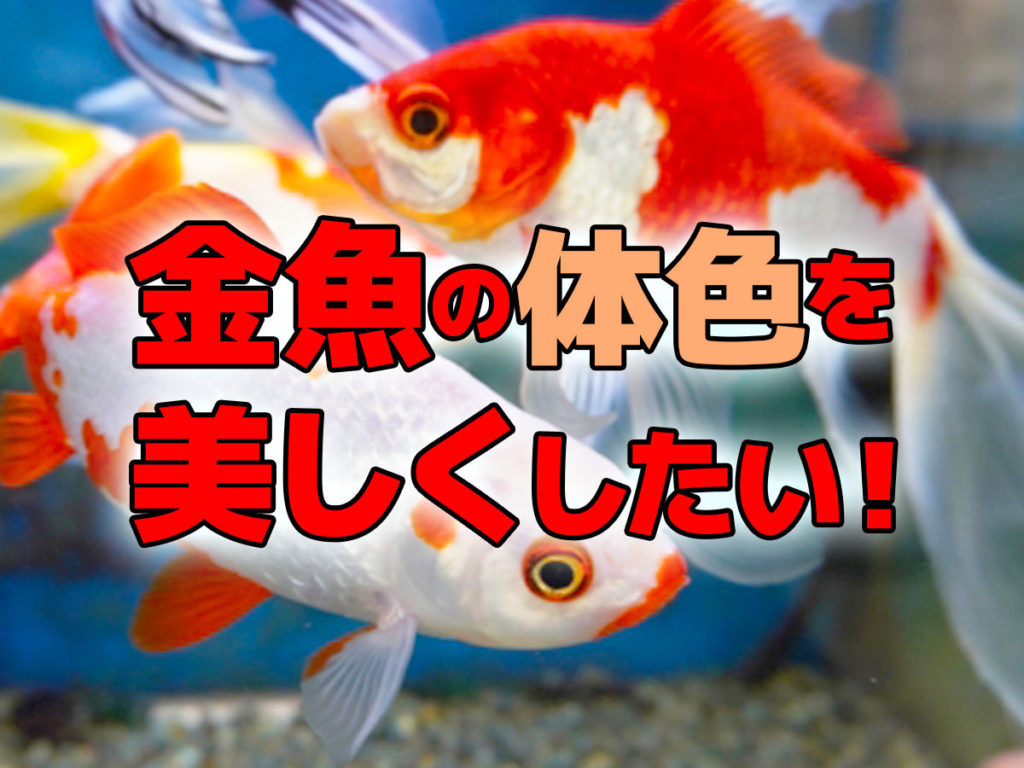 金魚の体色を美しくするには!体色が変化する仕組みと色揚げ方法を解説のサムネイル画像