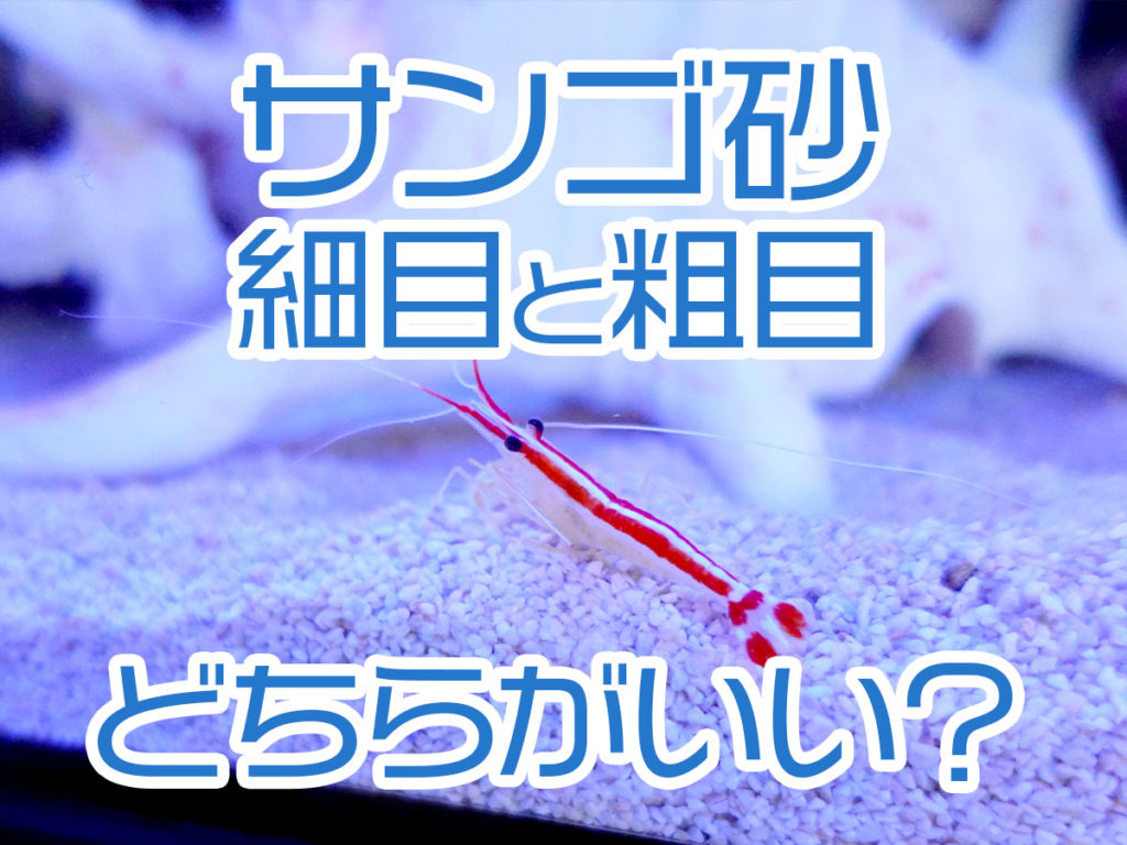 海水魚飼育向き!サンゴ砂のサイズとは!細目・粗目のメリットと管理法のサムネイル画像