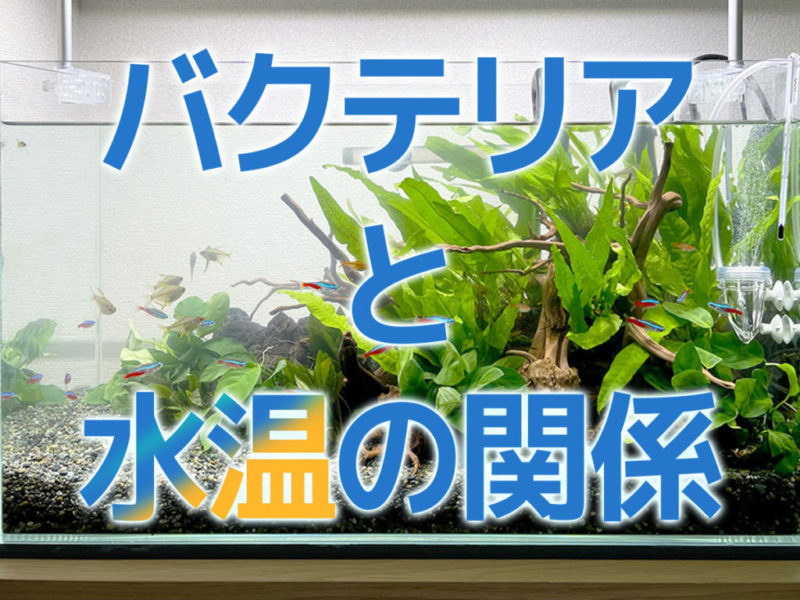 バクテリアと水温の関係の文字入り水槽見出し画像
