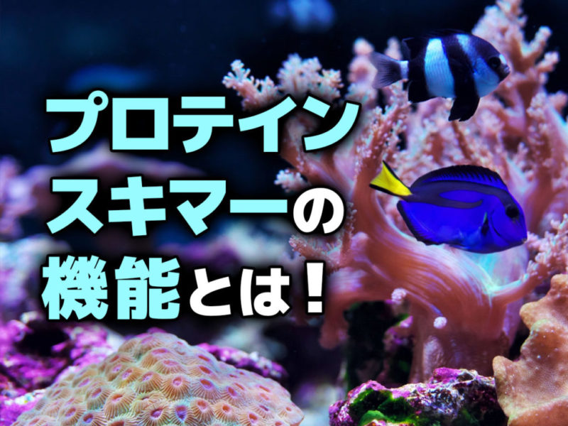 プロテインスキマーの機能とは！の文字と海水魚の見出し画像