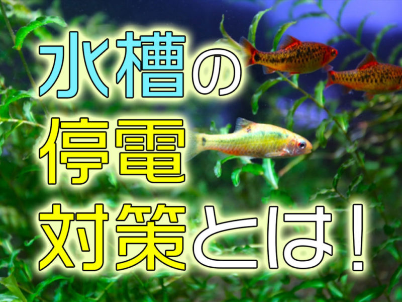 水槽の停電対策とは!の文字と水草の間を泳ぐ熱帯魚群