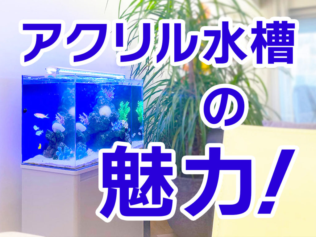 アクリル水槽の魅力!水槽サイズごとのメリットとおすすめ設備も紹介のサムネイル画像