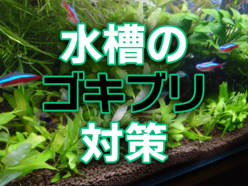 水槽のゴキブリ対策の文字とネオンテトラの仲間の画像