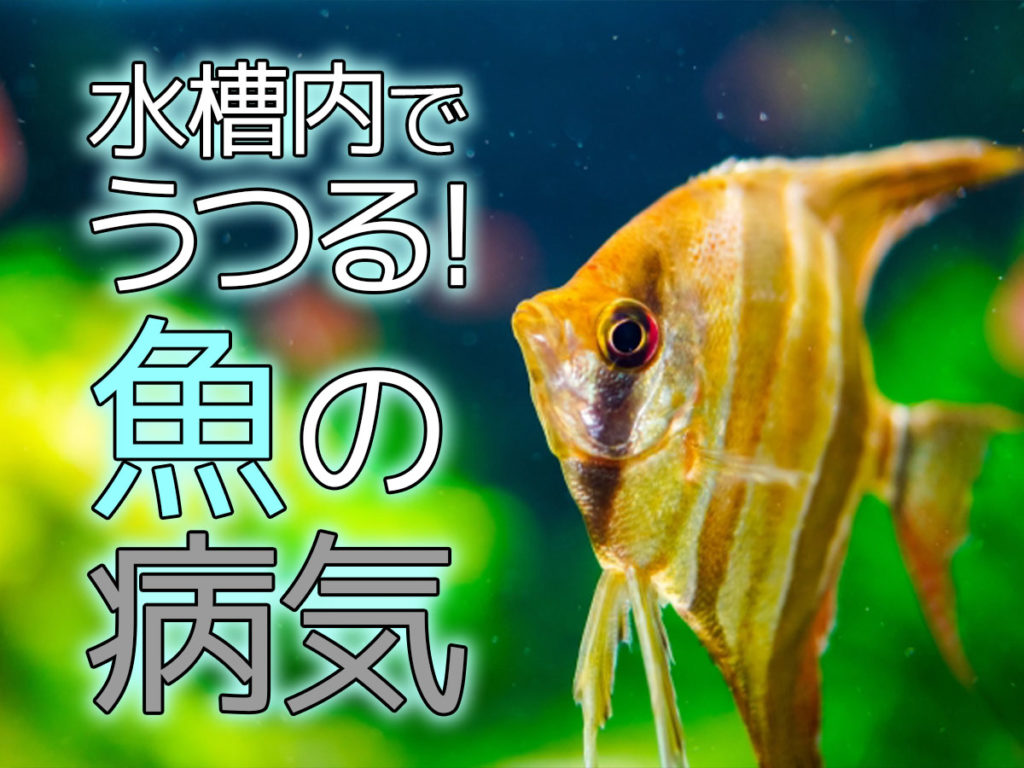 うつる魚の病気7種！早期発見・治療が必要な蔓延しやすい魚病と感染対策のサムネイル画像