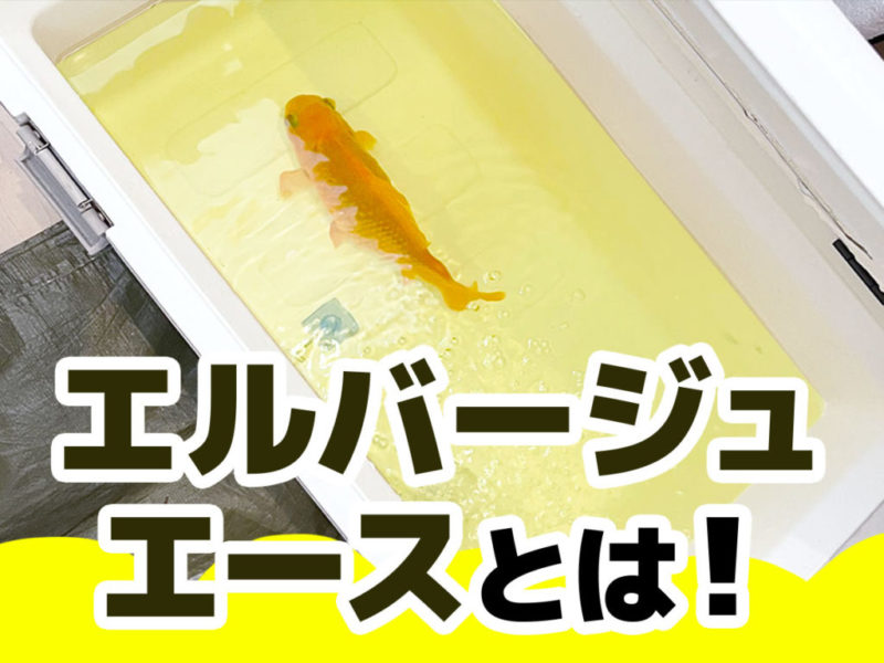 エルバージュエースとは！の文字と薬浴中の金魚の見出し画像