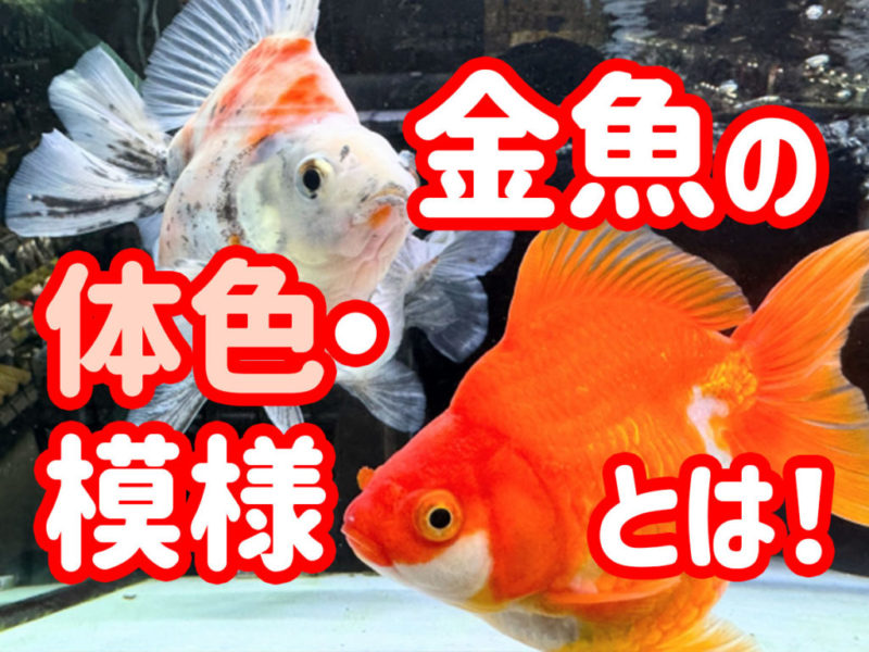 金魚の体色・模様とは!の文字と泳ぐ金魚の見出し画像