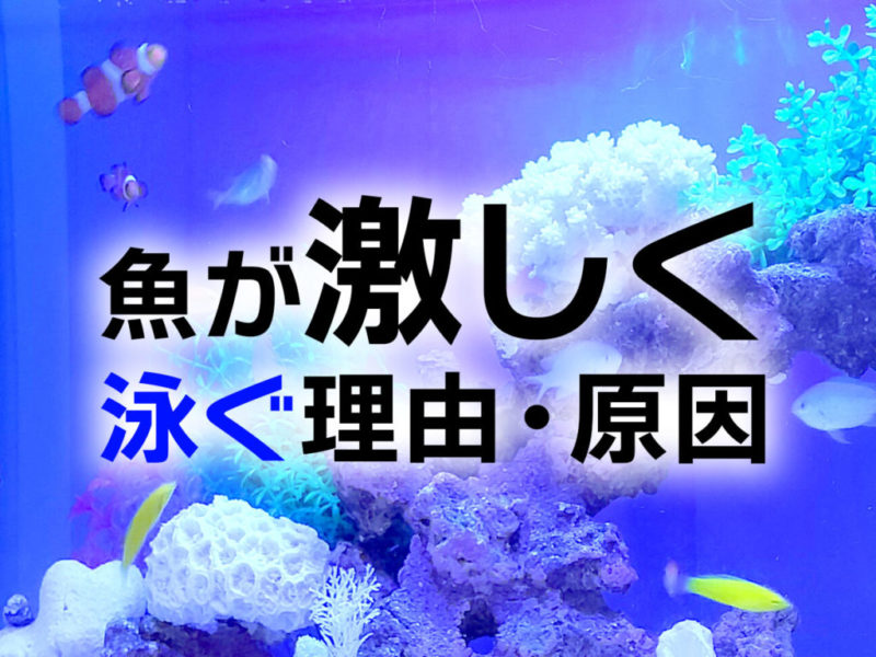 魚が激しく泳ぐ理由・原因の見出し画像