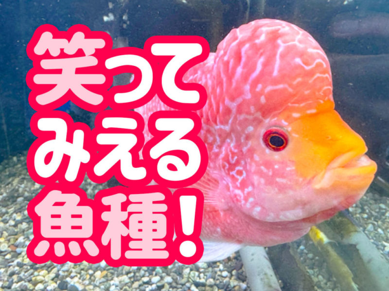 笑ってみえる魚種!の文字と赤い熱帯魚の見出し画像