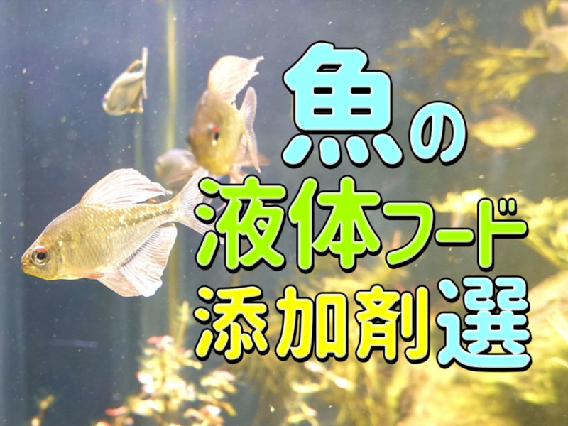 魚の液体フード添加剤選の見出し画像と泳ぐ小型カラシン