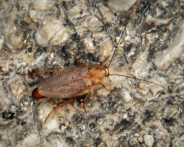 砂利の上を歩く茶色いゴキブリの仲間