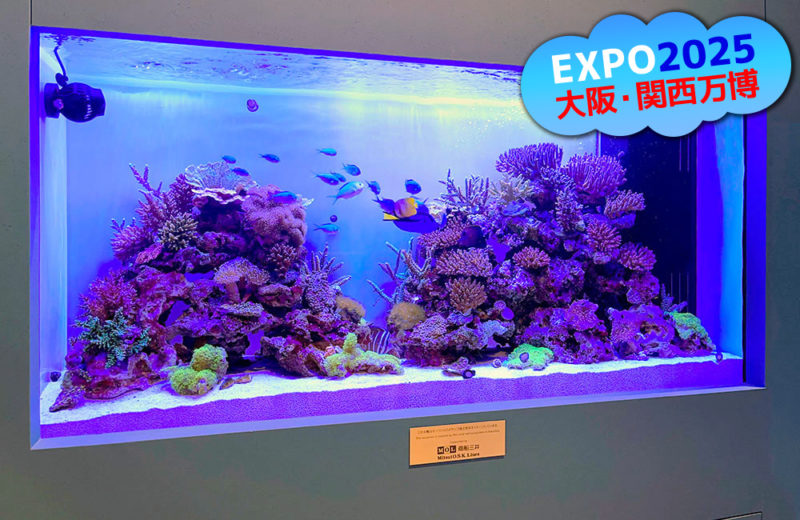 海の美しさを観賞！サンゴ水槽をレンタルしよう！インテリアとしてもおすすめ 水槽画像２