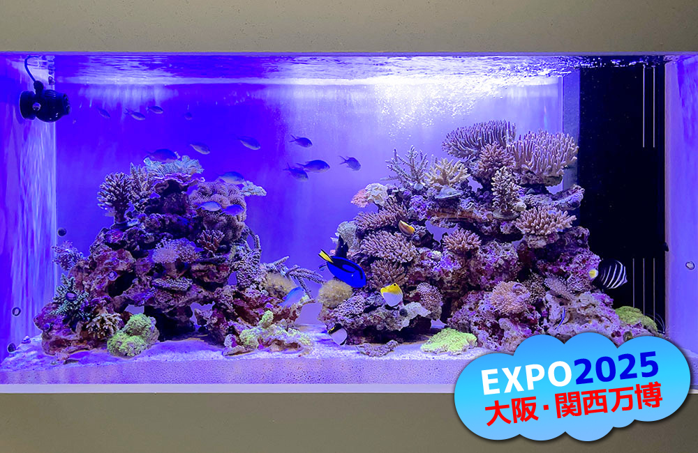 EXPO2025大阪・関西万博のロゴがある海水魚水槽