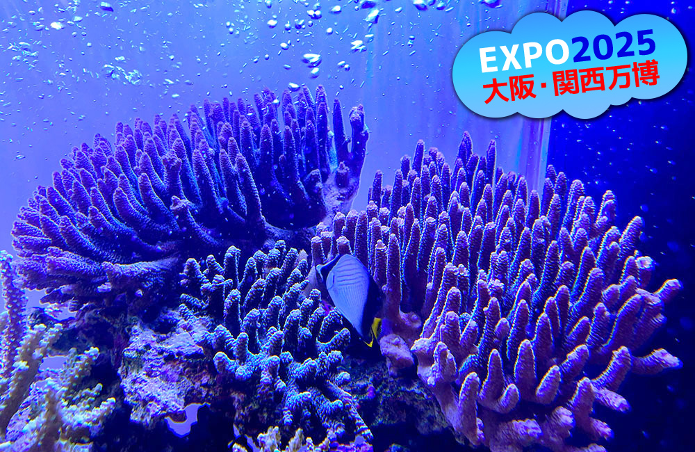 大阪・関西万博ロゴとサンゴ礁を泳ぐ熱帯魚の画像