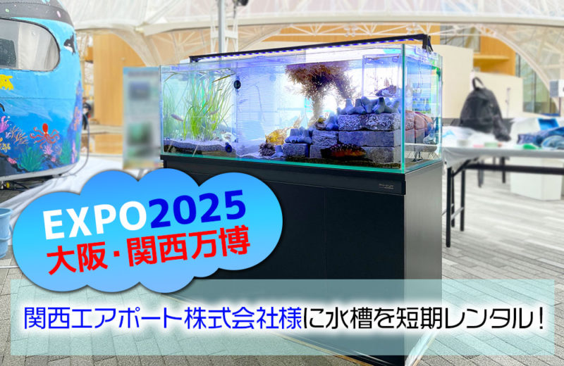 関西エアポート株式会社様に短期レンタル!大阪・関西万博の120cm水槽 水槽画像1