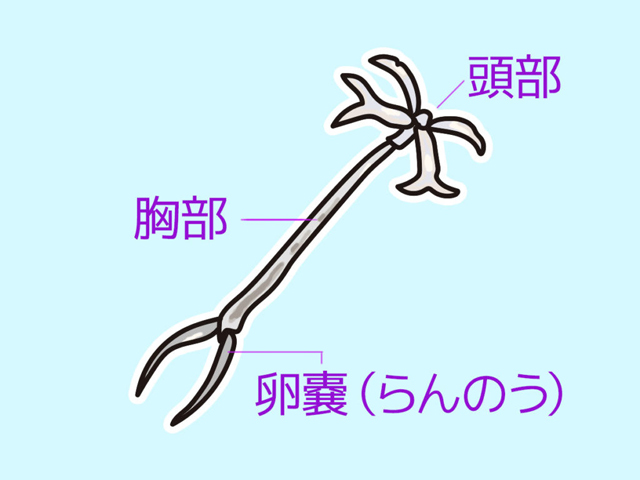 頭部・胸部・卵嚢の部位名称があるイカリムシのイラスト