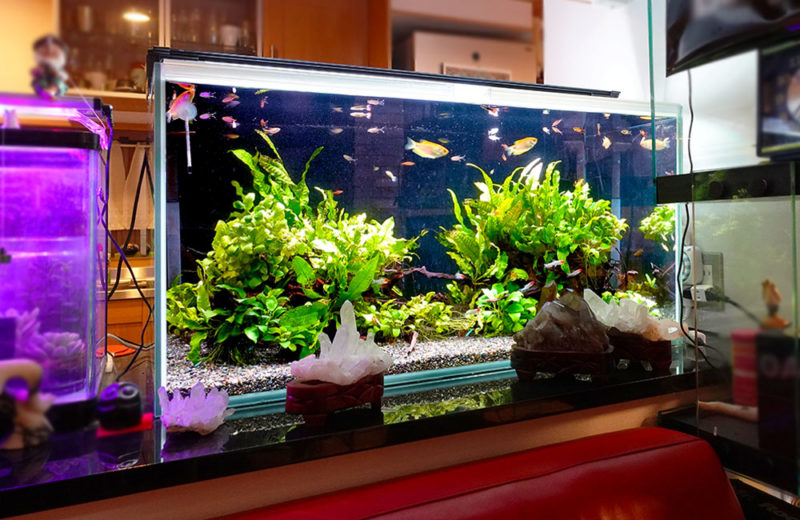 企業様に90cm淡水魚水槽をレンタル!癒しの雰囲気を演出 水槽画像5