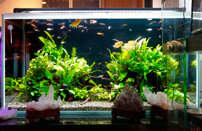 企業様に90cm淡水魚水槽をレンタル!癒しの雰囲気を演出 水槽画像3