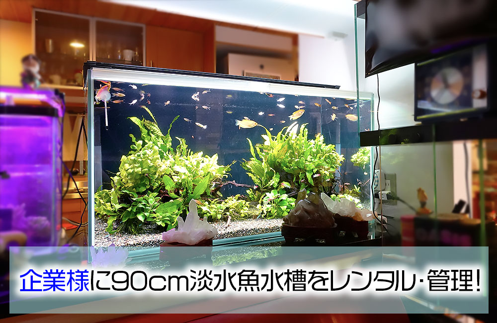 企業様に90cm淡水魚水槽をレンタル！癒しの雰囲気を演出のサムネイル画像