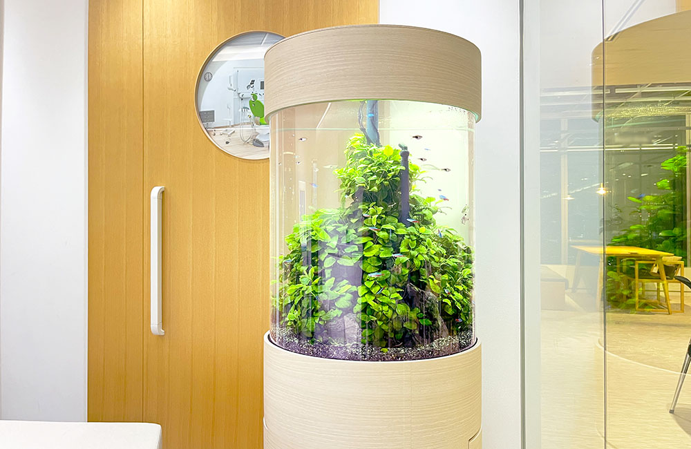 水草が茂る円柱型水槽と小型カラシンの仲間