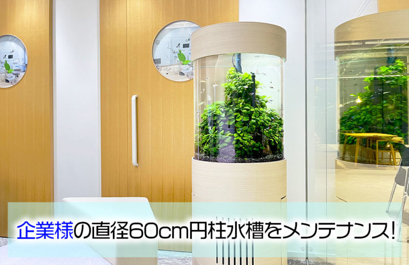ネオンテトラが泳ぐ！企業様の直径60cm円柱水槽・その後 水槽画像１