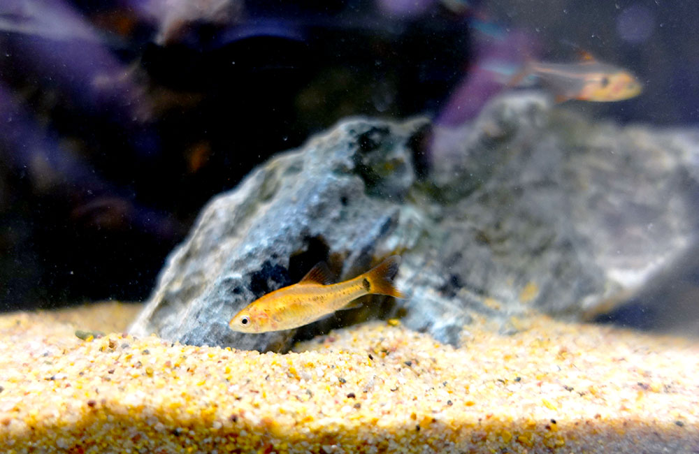 砂底と岩の近くを泳ぐオレンジ色の小型熱帯魚