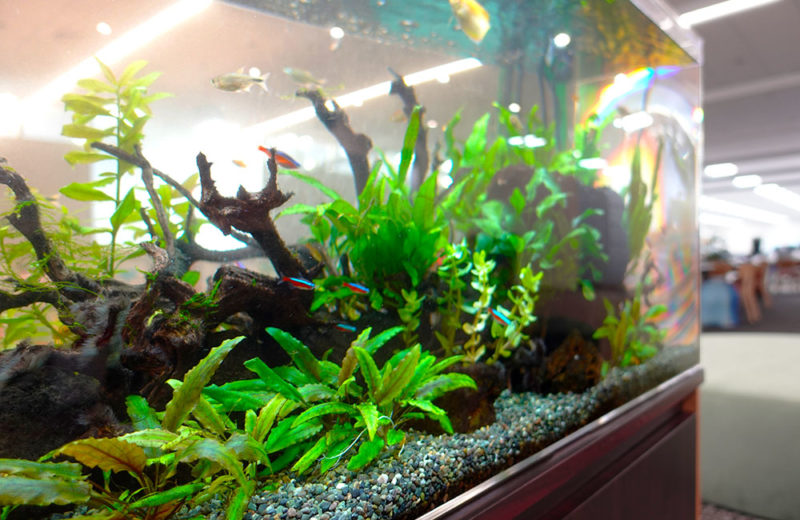 オフィスに癒しのインテリア!企業様の90cm淡水魚水槽 水槽画像5