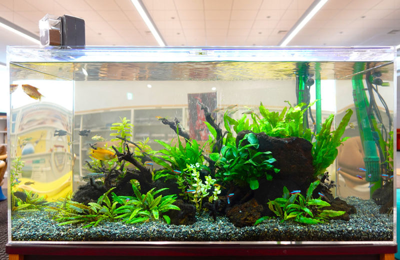 オフィスに癒しのインテリア!企業様の90cm淡水魚水槽 水槽画像4