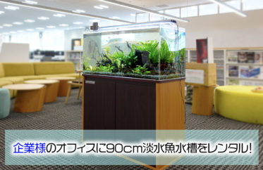 オフィスに癒しのインテリア！企業様の90cm淡水魚水槽