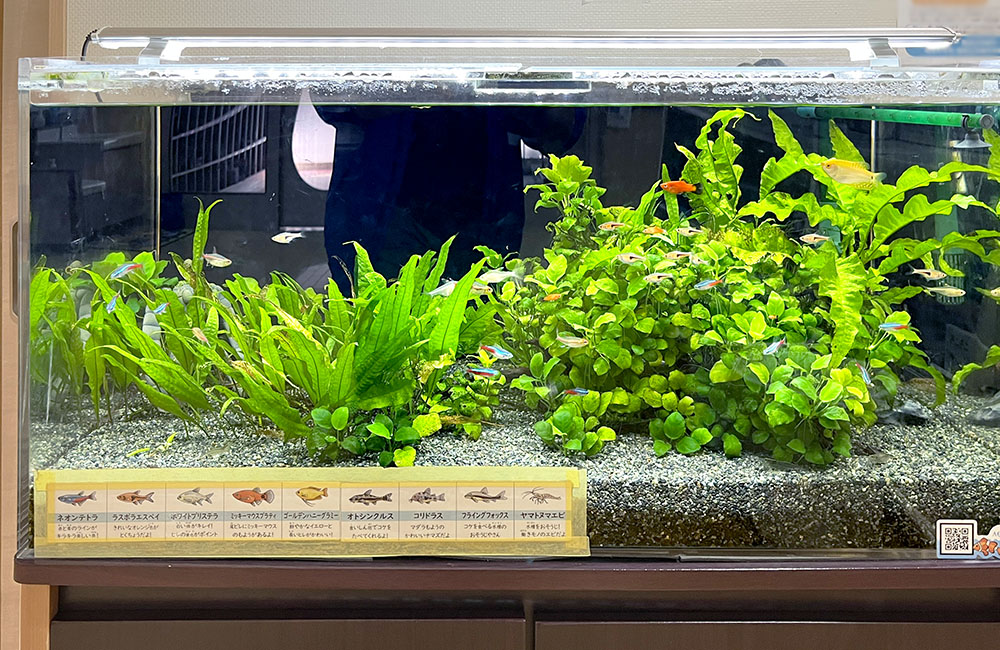 ネオンテトラの仲間と水草が泳ぐフレームレス水槽