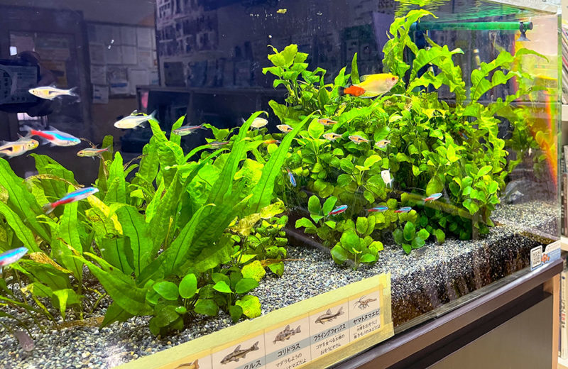 保育園様に水槽レンタル！90cmの淡水魚水槽・その後の様子 水槽画像４