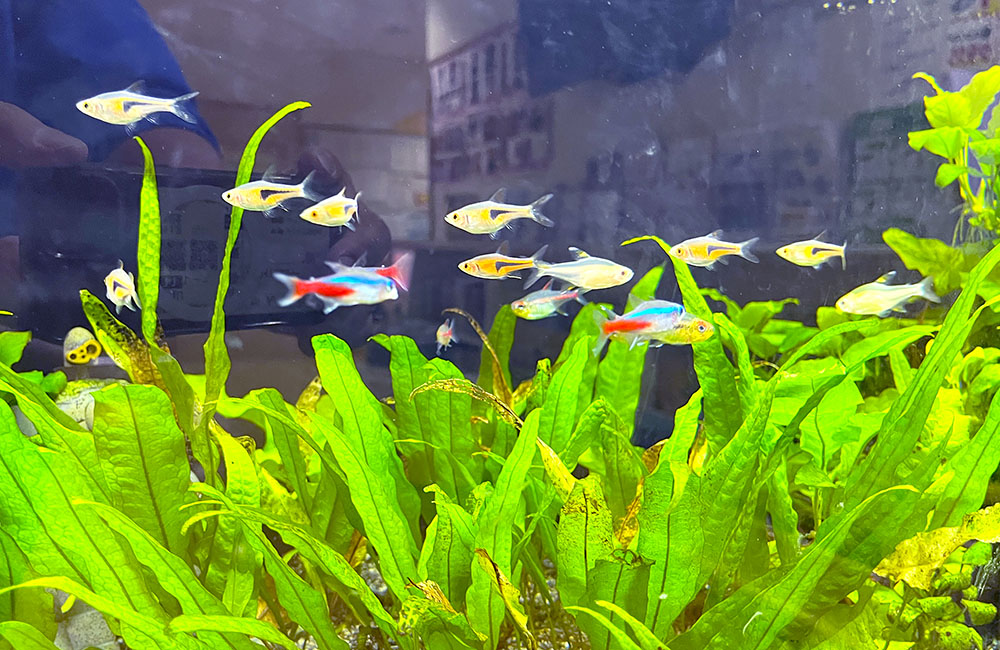 水草の上を泳ぐネオンテトラの仲間と小型熱帯魚の群れ