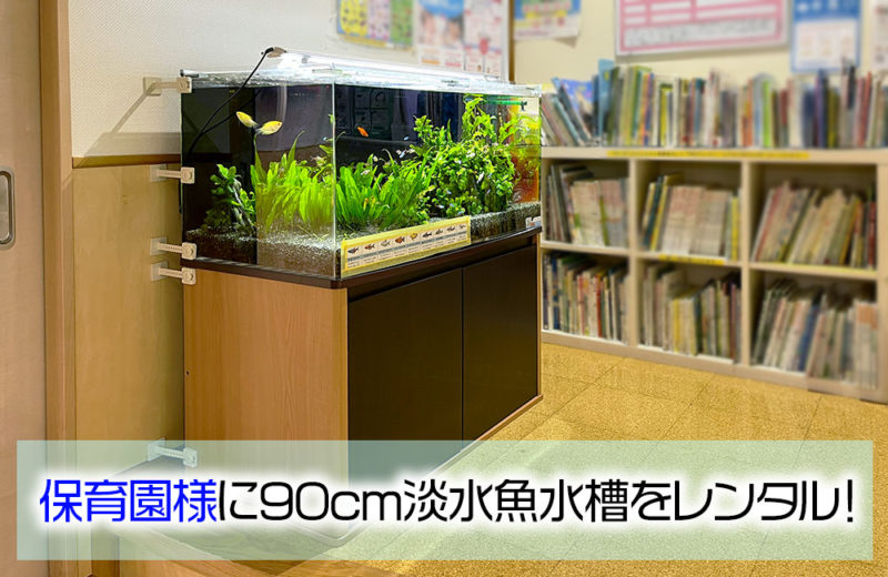 保育園様に水槽レンタル！90cmの淡水魚水槽・その後の様子 水槽画像１