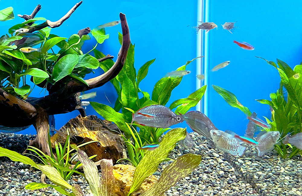 流木と水草を配置した水槽を泳ぐネオンテトラの仲間と熱帯魚
