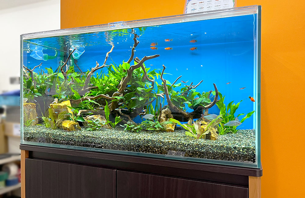 流木と水草を配置した青い背景の大型水槽と熱帯魚
