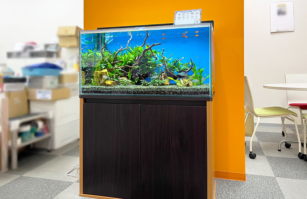 オレンジの壁際に置かれた流木と水草の大型水槽レイアウト
