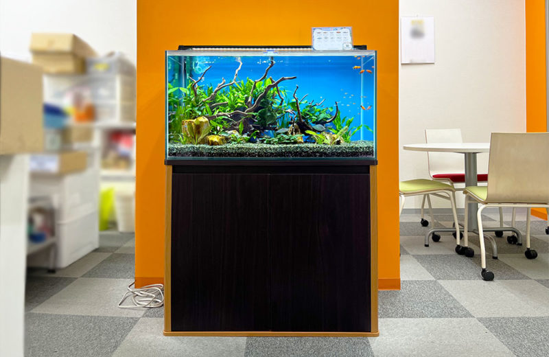 企業様の水槽を入れ替え・レンタル!緑豊かな淡水魚水槽 水槽画像2