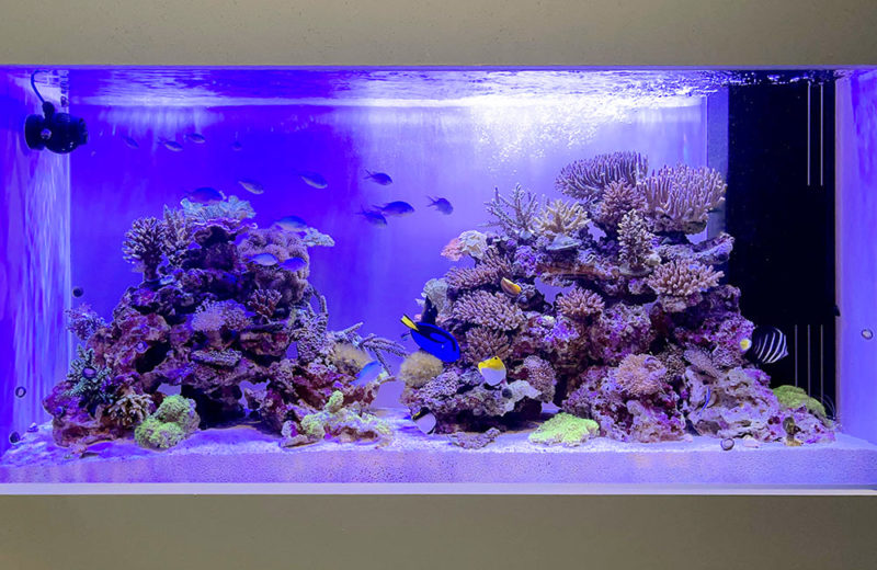 青い照明に照らされたサンゴ礁と海水魚の大型水槽