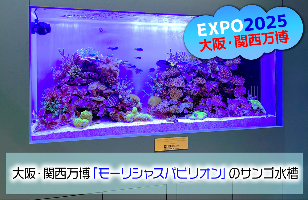 大阪・関西万博のモーリシャスパビリオン様に設置!1.6mサンゴ水槽