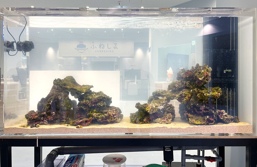 ライブロックを配置した大型の海水魚水槽レイアウト