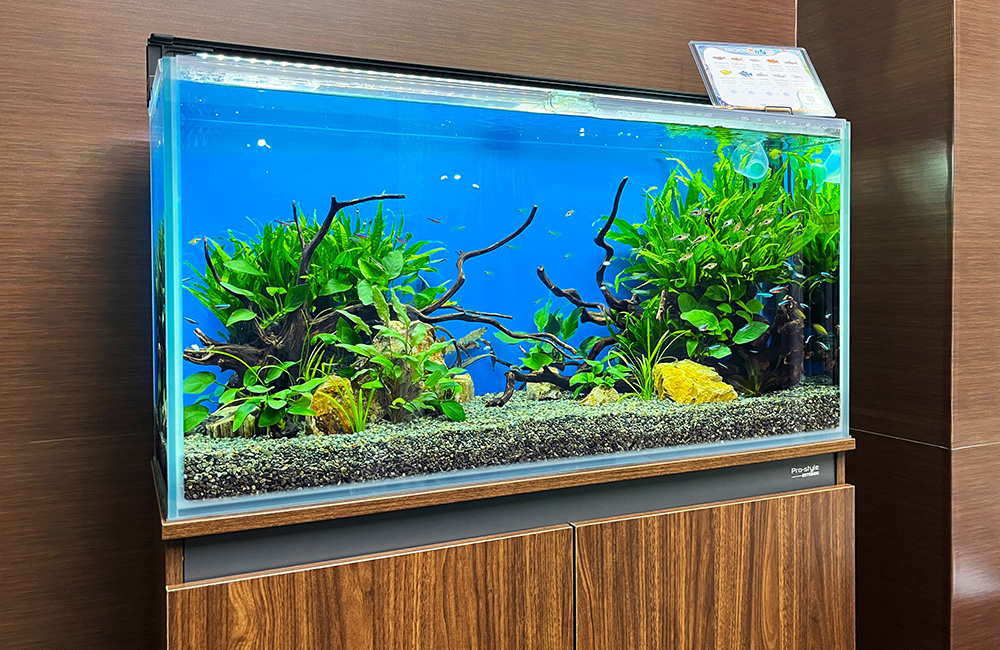 大胆で若々しい水草が楽しげです