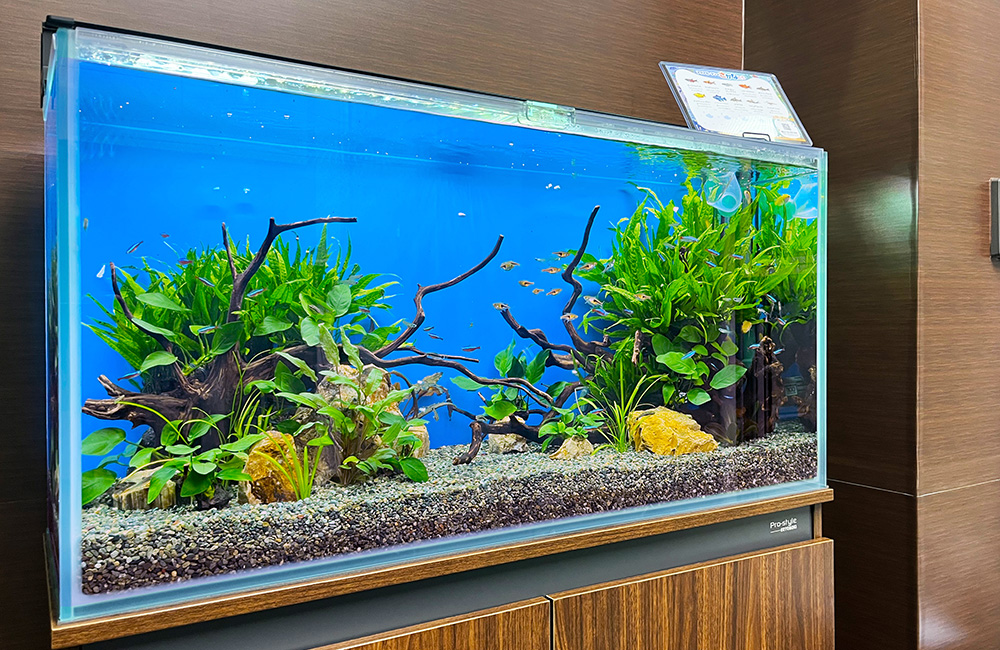 流木と水草を配置した青い背景の熱帯魚水槽