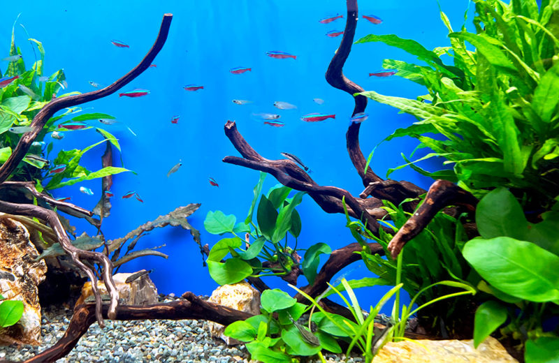 株式会社フォトクラフト社様に90cm淡水魚水槽をレンタル! 水槽画像3