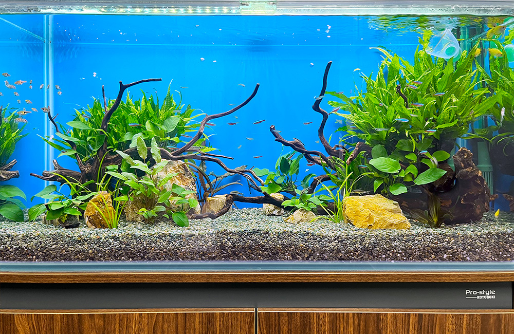 流木と水草を配置した青い背景の熱帯魚水槽の全景