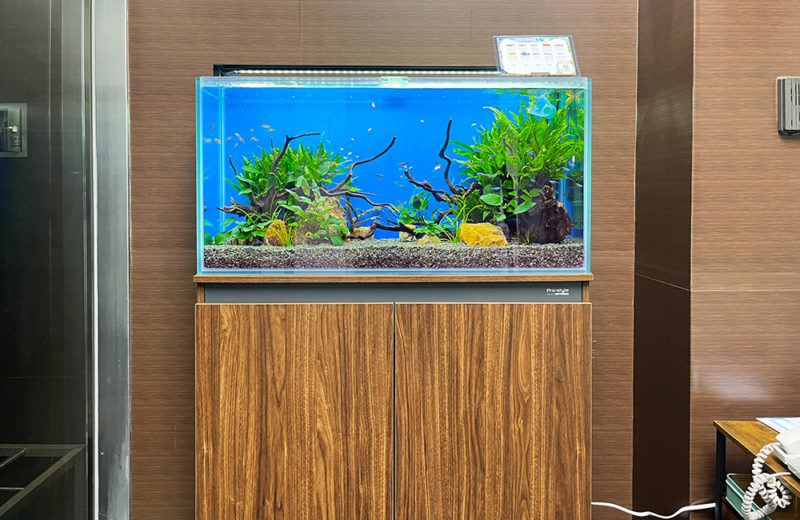 株式会社フォトクラフト社様に90cm淡水魚水槽をレンタル! 水槽画像2