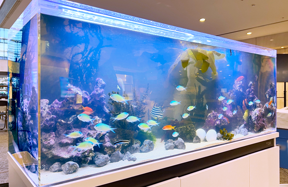 海水魚が泳ぐ大型の横長水槽とライブロックのレイアウト