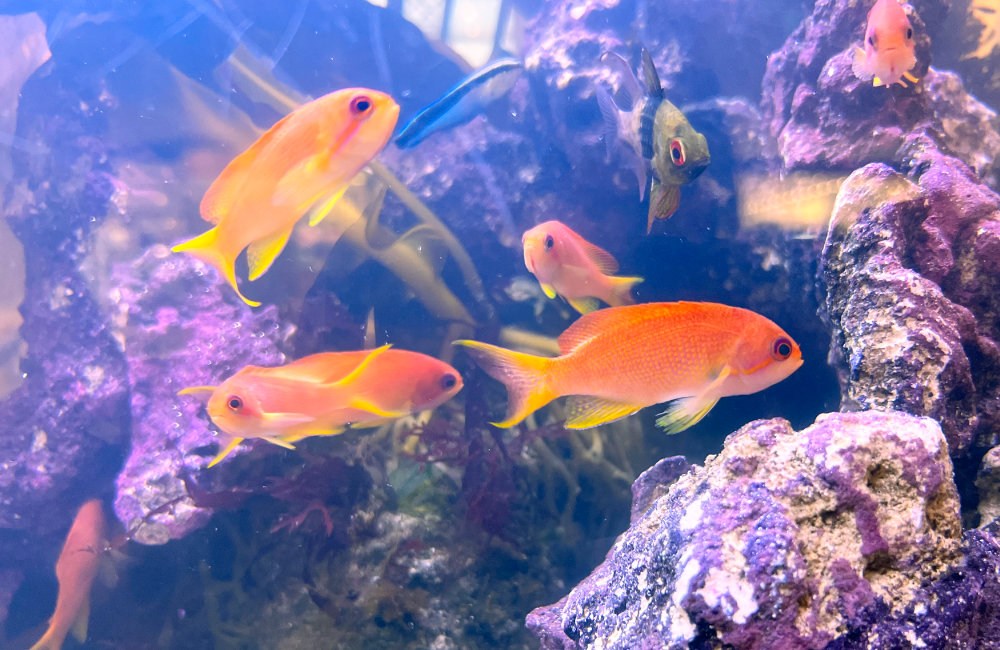 ライブロックの周りを泳ぐオレンジ色の海水魚の群れ