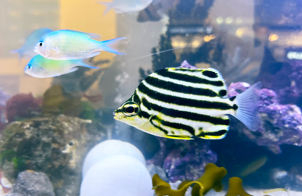 白黒の縞模様がある海水魚と青い小魚が泳ぐ海水水槽